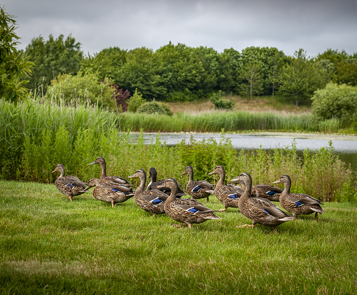 В Англії качок возять на розкішному позашляховику Rolls-Royce Cullinan